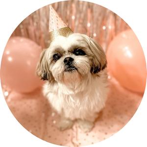 Tisk na jedlý papír pes shih tzu - A4 kulatý